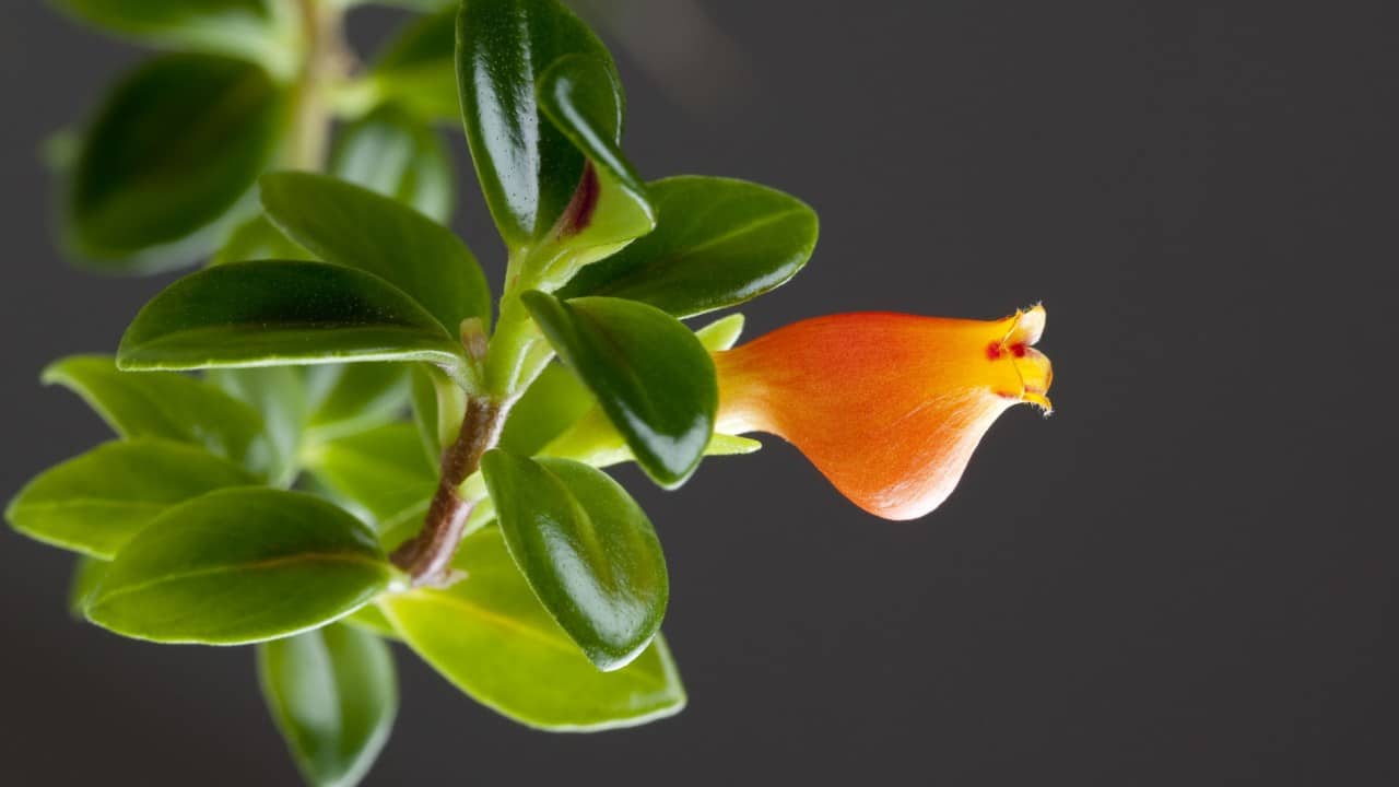 Goldfish Plant Care: Straightforward Ways to Care for the Unique Plant